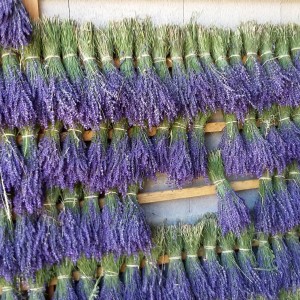 Lavender bunches