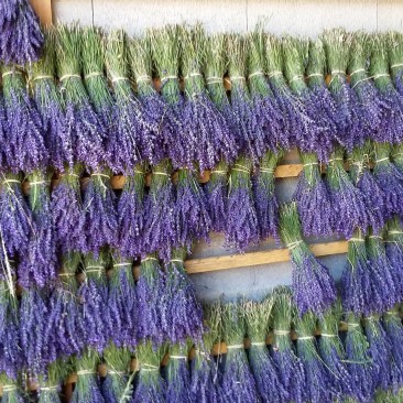 Lavender and lavandin bunches