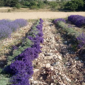 Bouquets de lavande