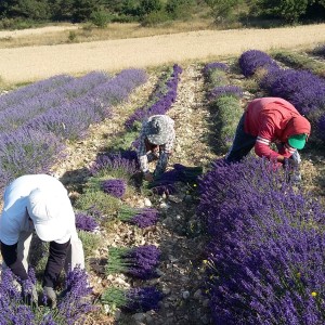 Bouquets de lavande et de lavandin