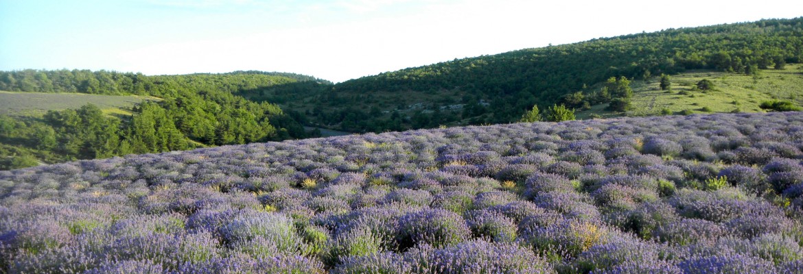 Plantes aromatiques & médicinales,  <br>épices & huiles essentielles