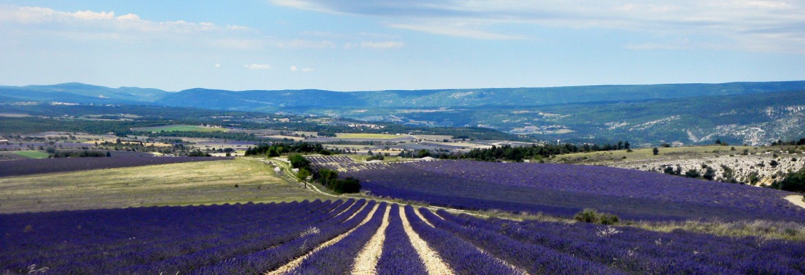 Plantes aromatiques & médicinales,  <br>épices & huiles essentielles