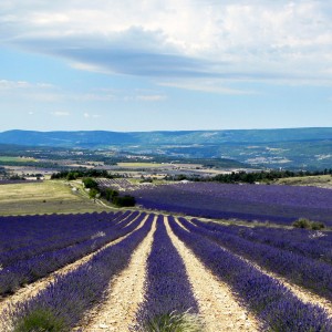 Fleurs de lavande et de lavandin