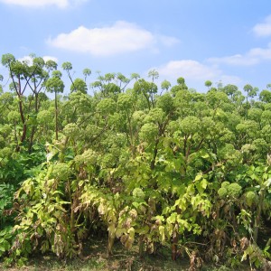 Angélique (angelica archangelica)