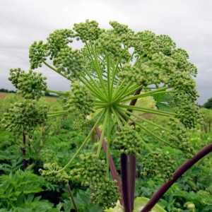 Angélique (angelica archangelica)