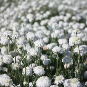 Camomille romaine (chamaemelum nobile)