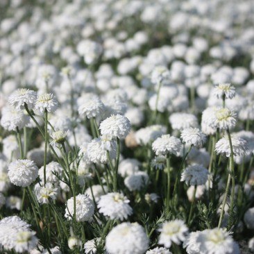 Plantes médicinales