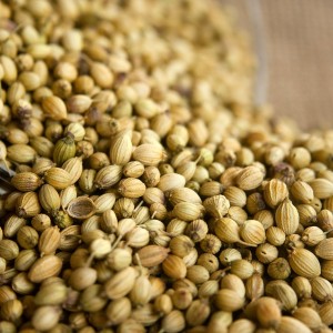 Graines de coriandre (semen coriandrum)