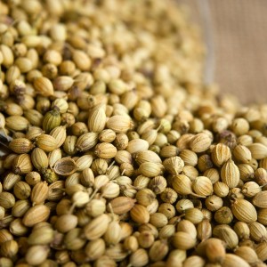 Coriander seeds (semen coriandrum)