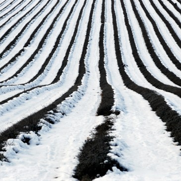 Les récoltes de cette fin d’hiver