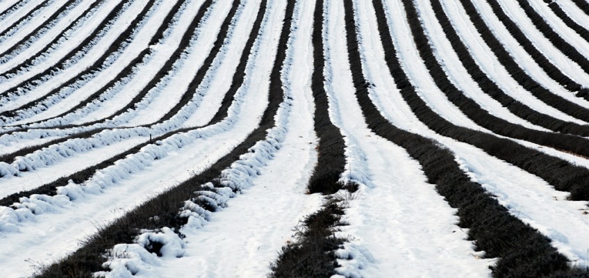 Les récoltes de cette fin d’hiver