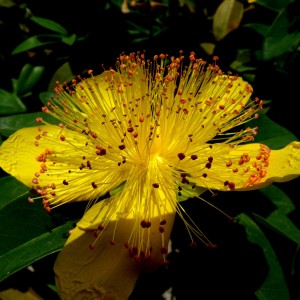 Saint John's wort (herba hyperici)