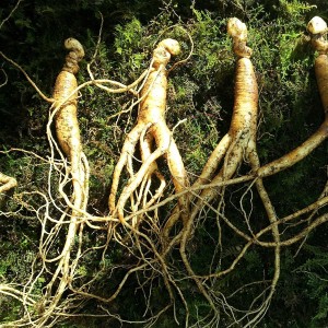  Ginseng root (radix ginseng)