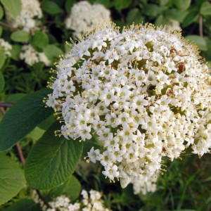 Hawthorn (crataegus)