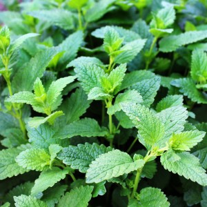 Lemon balm (herba melissae)