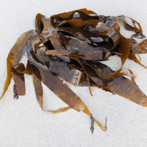  Bladderwrack (Fucus vesiculosus)