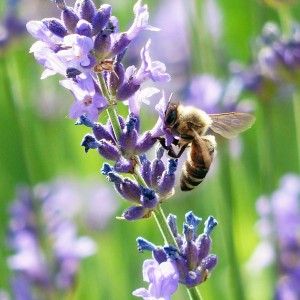 Lavender and lavandin flowers