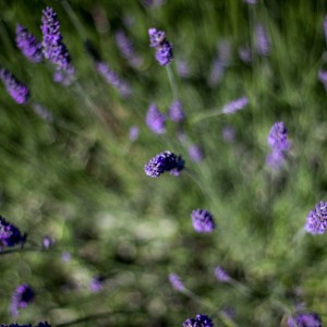 Lavender and lavandin flowers