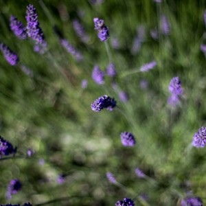 Fleurs de lavande et de lavandin