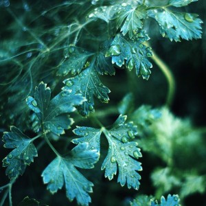 Lovage (levistici)