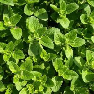 Origan (folia origanum vulgare)