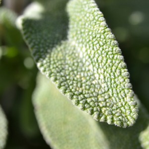 Sage leaf (folia salvia)
