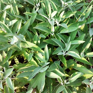 Sage leaf (folia salvia officinalis)