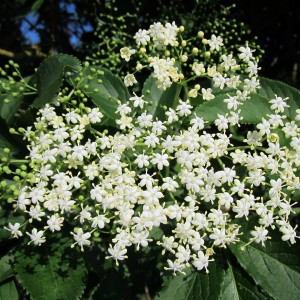 Black elder (sambucus nigra)