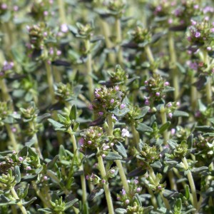 Thyme (Thymus)