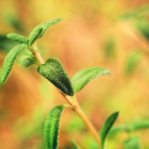 Thyme (Thymus)