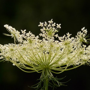 Carrot (daucus carota)