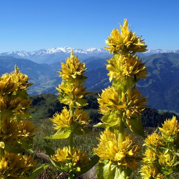 Gentian and other plants