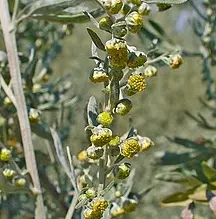 Grande Absinthe, PA entière, le Kg