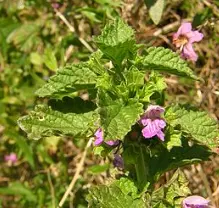 [BALFC001] Black Horehound, cut 10 mm, le Kg