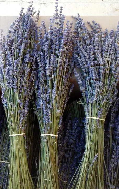 Lavandin bleu de Haute Provence, bouquet 100 g