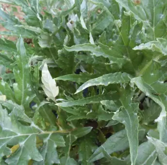 Artichaut feuille, le Kg