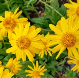 Arnica des montagnes, fleur, le Kg
