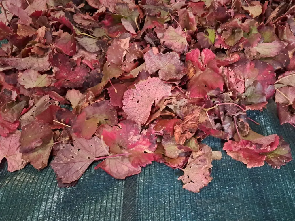 Vigne Rouge Biologique, feuilles coupées, FR-BIO-01, le Kg