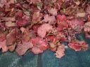 Vigne Rouge Biologique, feuilles coupées, FR-BIO-01, le Kg