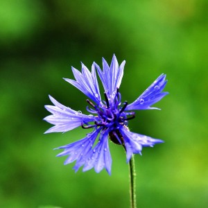 Bleuet (flores cyani)