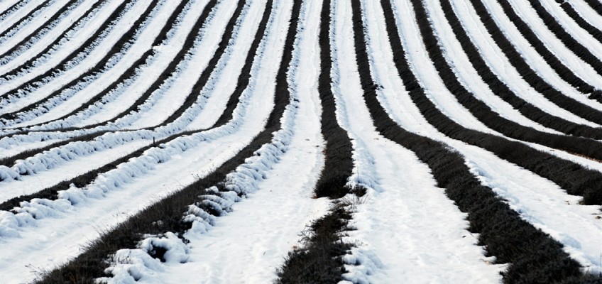 Late winter crops